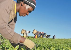 Agrobox: Como fica a reforma da previdência para os trabalhadores rurais