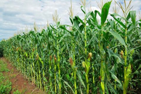 Em dez anos, área plantada será ampliada em milhões de hectares no Brasil