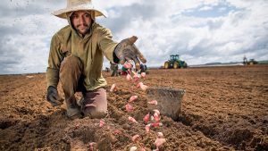 Receita Federal atende CNA e muda regra para entrega do livro caixa digital do produtor rural