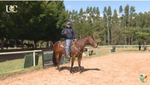 O primeiro exercício para o potro recém domado