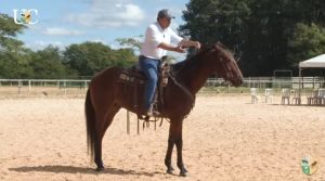 Meu cavalo só anda para trás, o que fazer