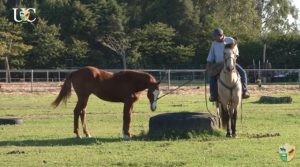 O que fazer com o potro de 1 ano e meio
