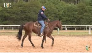 Cavalo com mais facilidade para um lado