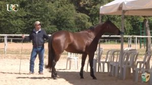 Ensine seu cavalo se habituar a situações novas