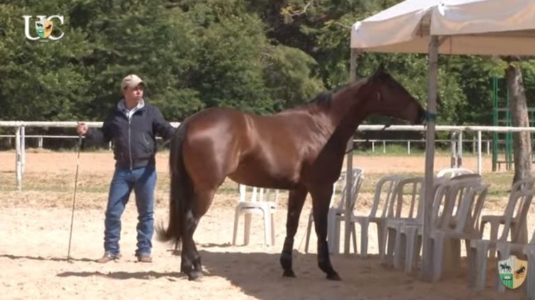 Ensine seu cavalo se habituar a situações novas