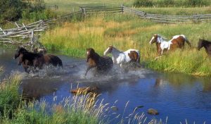 20 fatos interessantes a respeito de cavalos