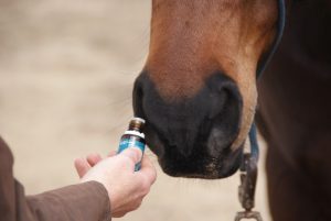 Aromaterapia para os cavalos