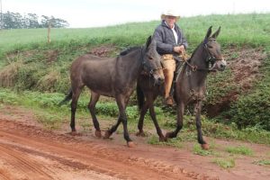 Aventureiro viaja 1900 quilômetros de mula até Barretos