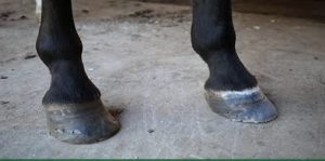 Casco achinelado: um problema simples de prevenir, mas difícil de curar