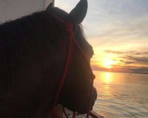 Cavalos viajam mais de 4 mil km para participar de prova equestre