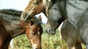 Conheça dez curiosidades sobre os cavalos