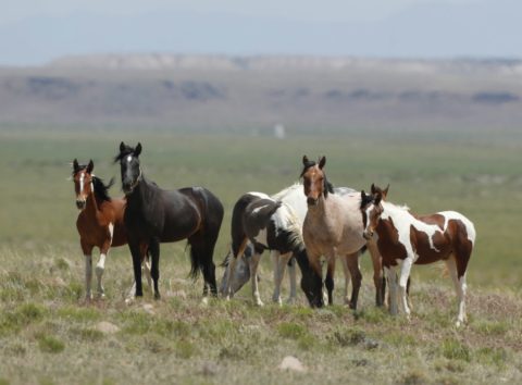 Conheça os dez países com maior população de cavalos no mundo