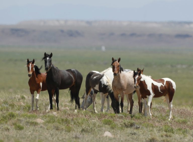 Conheça os dez países com maior população de cavalos no mundo
