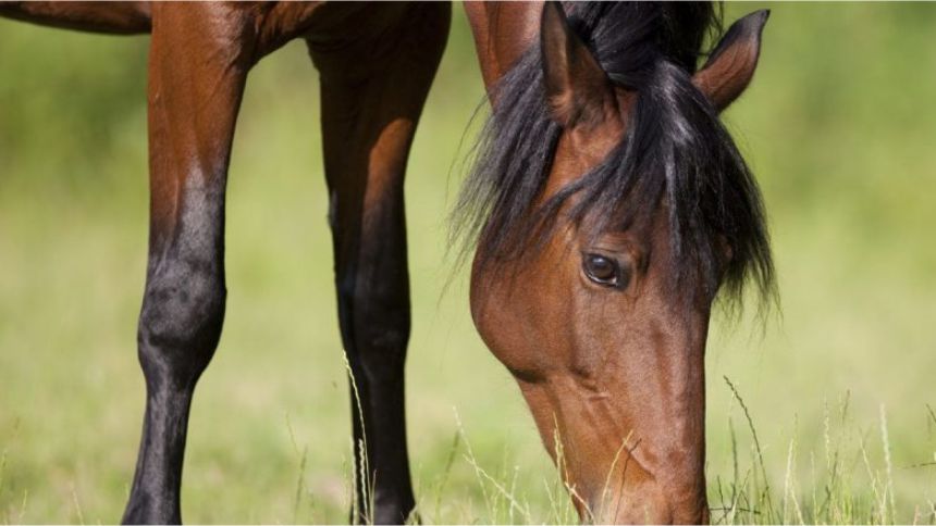 cavalos idosos