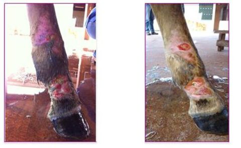 Eficácia no tratamento das doenças infecciosas em equinos