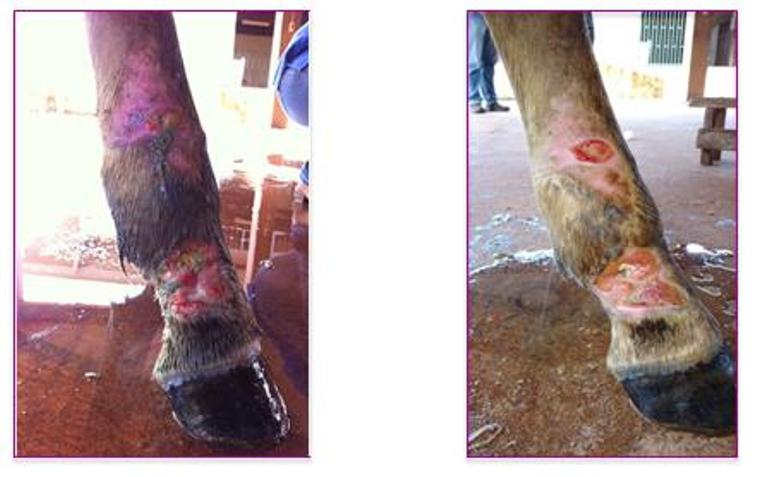 tratamento das doenças infecciosas em equinos