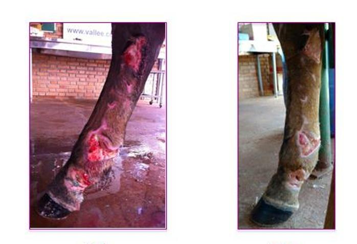 tratamento das doenças infecciosas em equinos