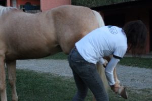 Evite lesões ligamentares em equinos com alongamento