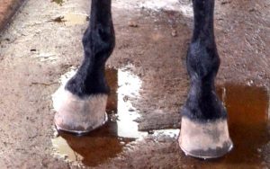 Laminite: Cuidado nunca é demais