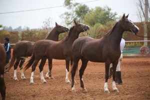 Mangalarga comemora bom momento