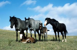 Nokota é uma raça de cavalo rara na América do Norte