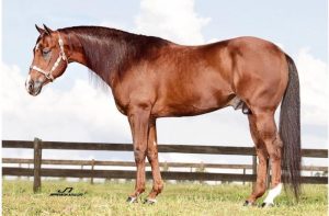 O sangue materno do Laço Técnico