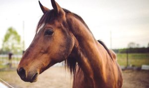 Os cavalos e sua incrível memória