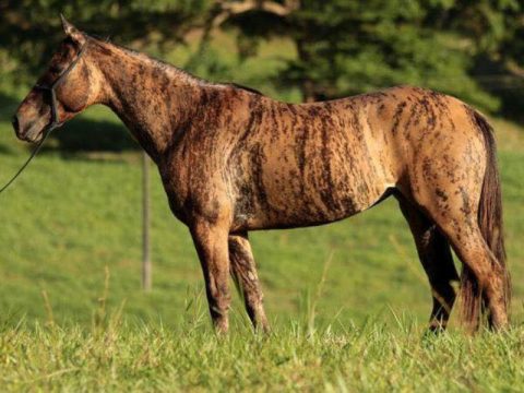 No Quarto de Milha a maioria dos cavalos Brindle tem quimerismo raro