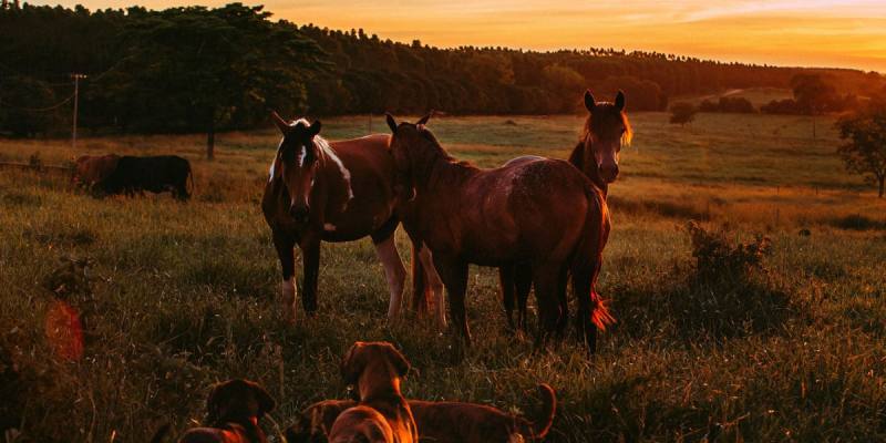 Americano Cavalos ao Por do Sol