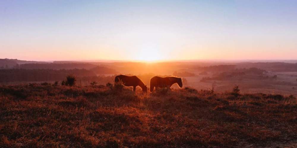 Americano Cavalos ao Por do Sol