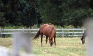Vermifugação é sinônimo de cuidados