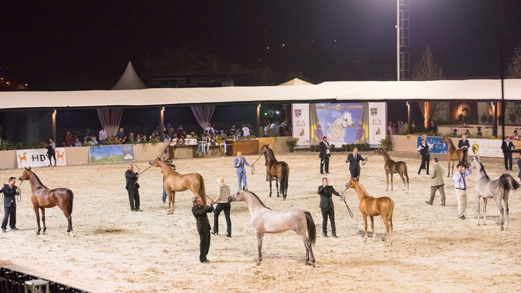 Exposição Nacional do Cavalo Árabe é reagendada para novembro