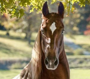 Os principais problemas ortopédicos que causam lesões ou falta de desempenho nos cavalos