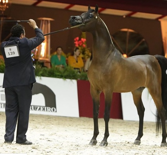 Nacional do Cavalo Árabe