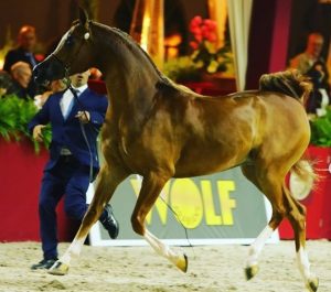 38ª Exposição Nacional do Cavalo Árabe encerrou em grande estilo