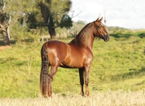 Cavalo campeão da Nacional do Marchador cotado em milhões