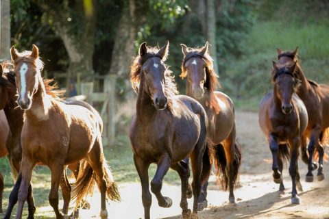Haras das 8 Virtudes conquista revalidação do Programa Sela Verde