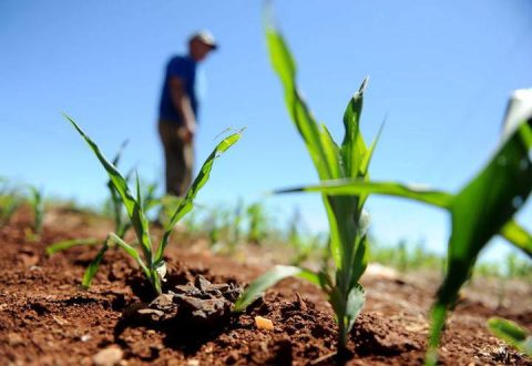 Índice de Confiança do Agronegócio atinge 111,3 pontos no 2º trimestre