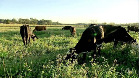 Com mercado bilionário, criadores de SP apostam na produção de leite orgânico