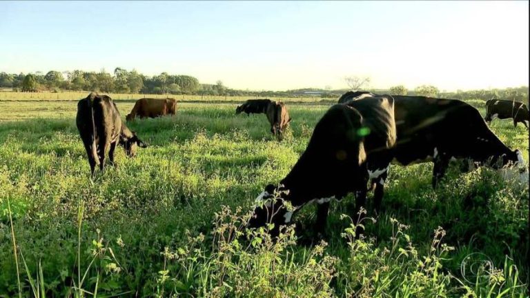 Com mercado bilionário, criadores de SP apostam na produção de leite orgânico