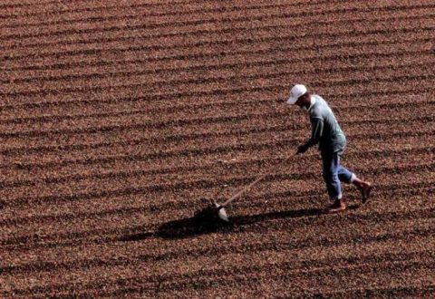 Regras trabalhistas: falta de clareza prejudica imagem da agropecuária
