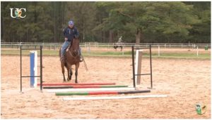 Exercícios com cavaletes e passadas para hipismo