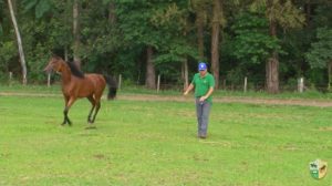 TV UC – Como rodar na guia com seu cavalo