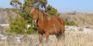 Cinco curiosidades sobre o Chincoteague Pony