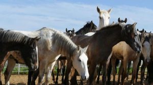 Cinco equívocos sobre cavalos