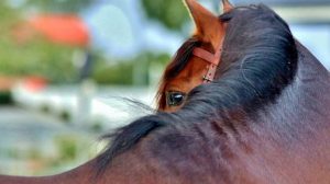 Cinco fatos interessantes sobre o cavalo Lusitano