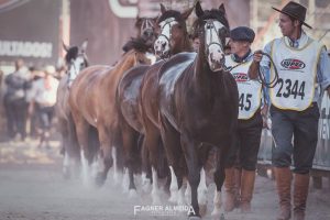 Cavalo Crioulo apresenta seus campeões da Morfologia na Expointer 2019