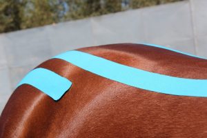 Aplicação de kinesio tape em equinos atletas – Parte 2