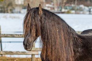 Cavalo da Floresta Negra na Alemanha data do Século 15