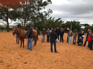 Como amadores e jovens podem ter equilíbrio emocional e se conectar com os cavalos